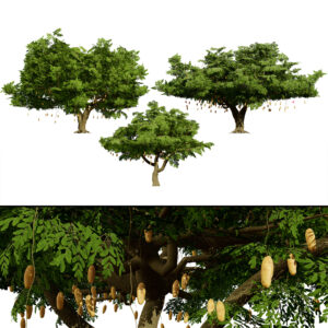 South African Sausage Trees 3D Model Pack