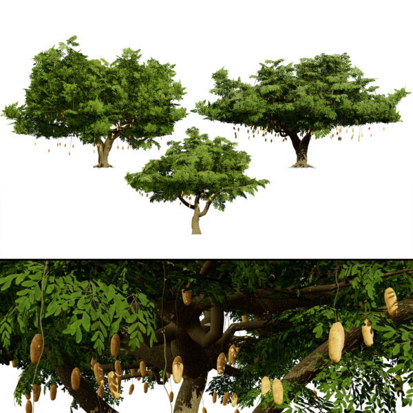 South African Sausage Trees 3D Model Pack