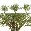 Tropical Jaboticaba Tree 3D Model