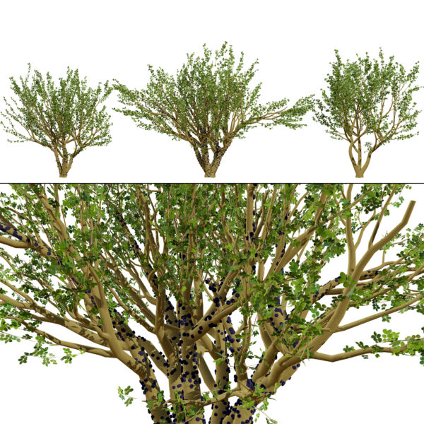 Tropical Jaboticaba Tree 3D Model