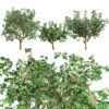 3D Pistachio Tree Model Pack