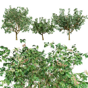 3D Pistachio Tree Model Pack