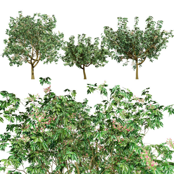 3D Pistachio Tree Model Pack