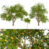 Grapefruit Tree 3D Model