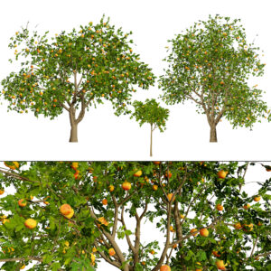 Grapefruit Tree 3D Model