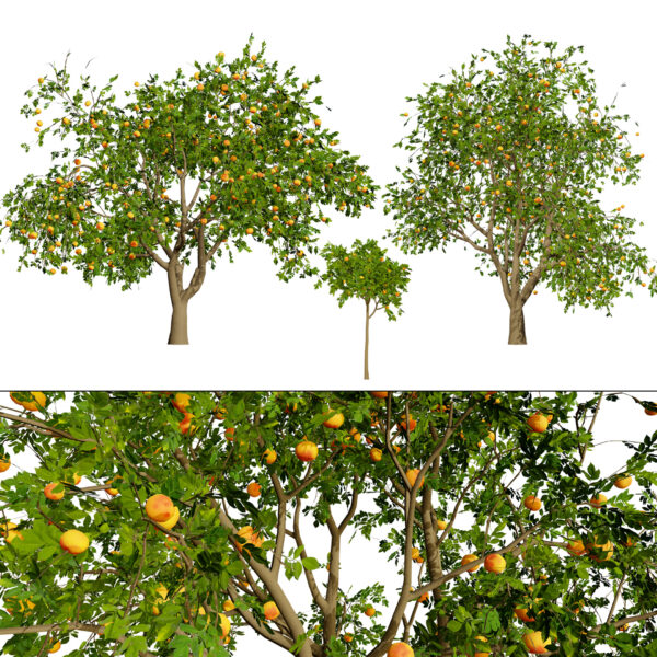Grapefruit Tree 3D Model
