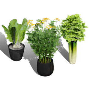 Leafy Greens 3D Pack