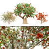 South African Erythrina lysistemon Tree