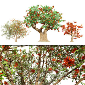 South African Erythrina lysistemon Tree