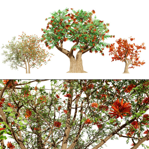 South African Erythrina lysistemon Tree