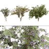 South African Tree Wisteria 3D Model Collection