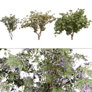 South African Tree Wisteria 3D Model Collection