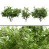 South African Wild Plum Tree 3D Model Pack