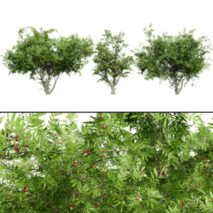 South African Wild Plum Tree 3D Model Pack