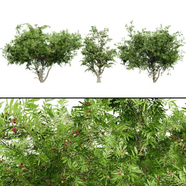 South African Wild Plum Tree 3D Model Pack