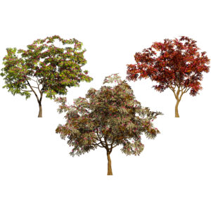 South African Combretum Kraussii Trees Pack