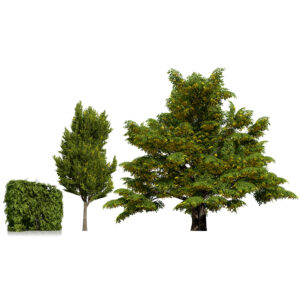 UK Hedgerow Hornbeam 3D Model Collection