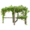 Kiwi Vine 3D Pack