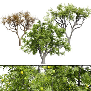 Marula Tree 3D Model Pack