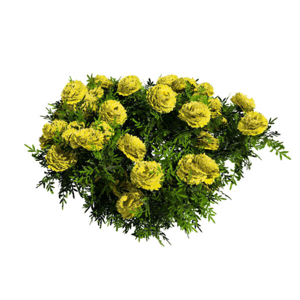 Mary Helen and Deep orange Marigold