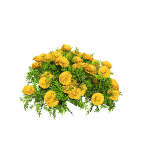 Mary Helen and Deep orange Marigold