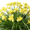 Happy Returns Daylily Color mix 3D flowers with free tutorial