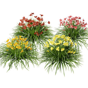 Happy Returns Daylily Color mix 3D flowers with free tutorial
