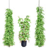 South African Black Pepper Vine 3D Model