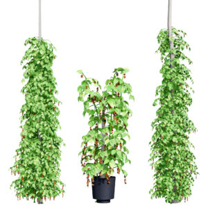 South African Black Pepper Vine 3D Model