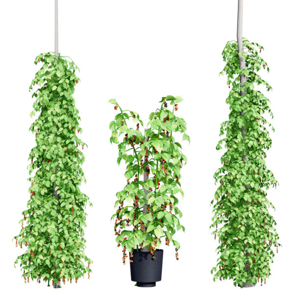 South African Black Pepper Vine 3D Model
