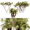 South African Doum Palm 3D Model Pack