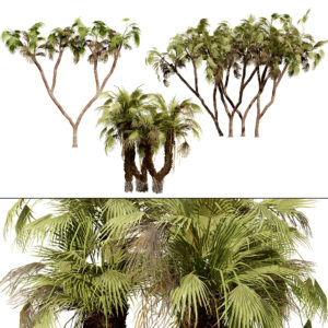 South African Doum Palm 3D Model Pack