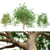 Cinnamon Ceylon Tree 3D Model