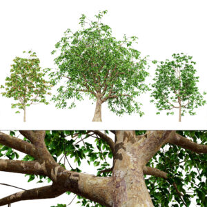 Cinnamon Ceylon Tree 3D Model