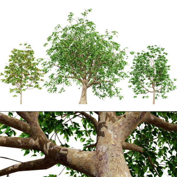 Cinnamon Ceylon Tree 3D Model