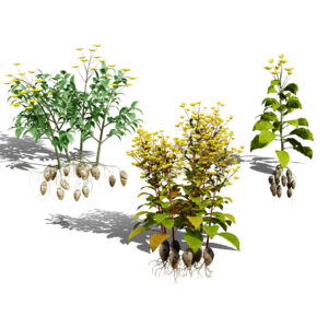 Jerusalem Artichoke 3D Model Pack