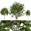 UK Rowan Tree 3D Model Pack