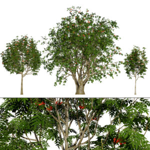 UK Rowan Tree 3D Model Pack
