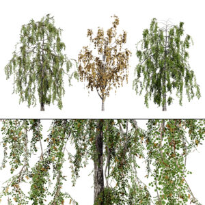 British Weeping Birch 3D Model Pack