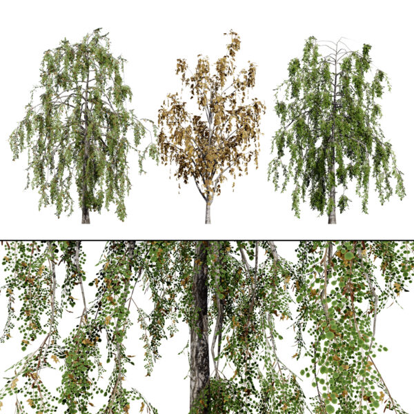 British Weeping Birch 3D Model Pack