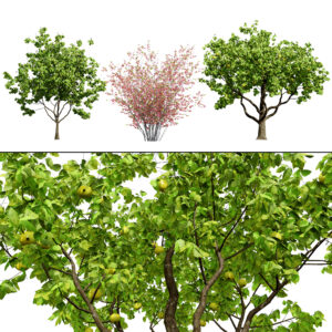British Quince Tree 3D Model Collection