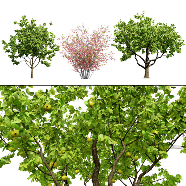 British Quince Tree 3D Model Collection