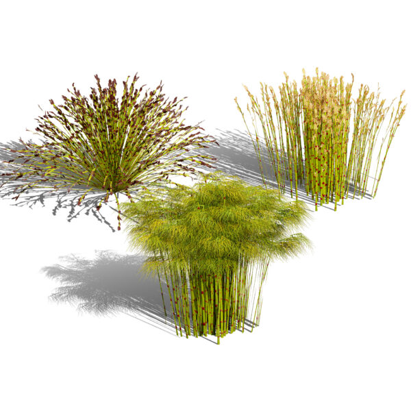 South African Restio 3D Model Collection