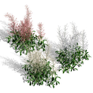 Hennie Graafland Astilbe 3D Model