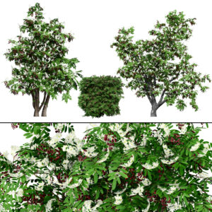 Cherry Laurel & Rowan 3D Model Pack