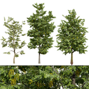 UK Alder British Trees 3D Model