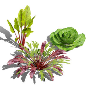Leafy Green Plants 3D Model Collection