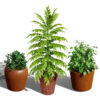 Culinary Herb Collection 3D Model Pack