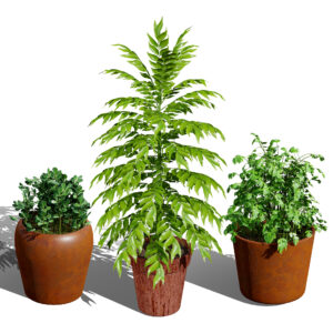 Culinary Herb Collection 3D Model Pack