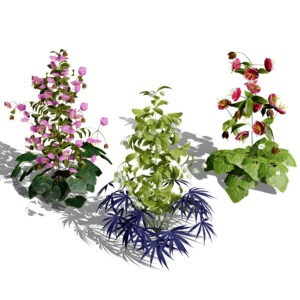 British Hellebores 3D Plant Collection
